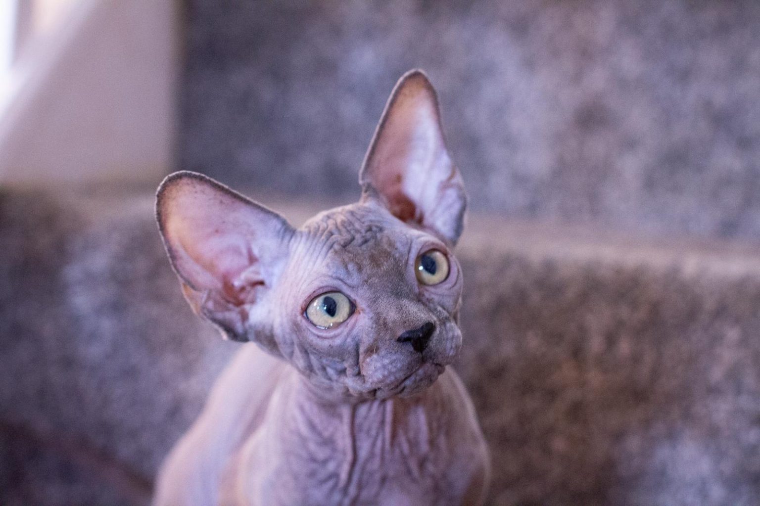 availiable-sphynx-kittens-by-approved-breeders-sphynx-breeder-uk