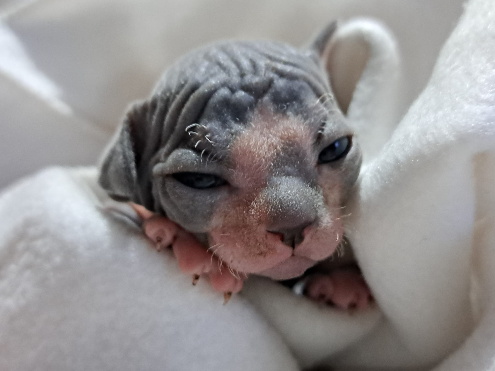 what-to-look-for-when-buying-a-sphynx-kitten-sphynx-breeder-uk